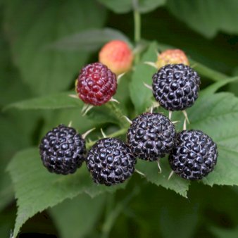 Sommer Hindbær 'Black Jewel' Potte 3,0 liter,- Opbundet