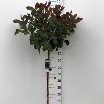 Parykbusk 'Grace' Opstammet 80 cm. 7,5 liter potte