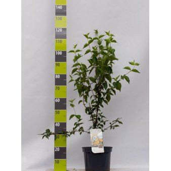 Kirsebærkornel Potte 7,5 liter 80-100 cm.