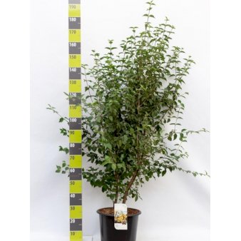 Kirsebærkornel Potte 20 liter,- 125-150 cm.