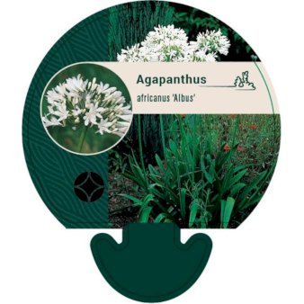 Skærmlilje 'Albus'