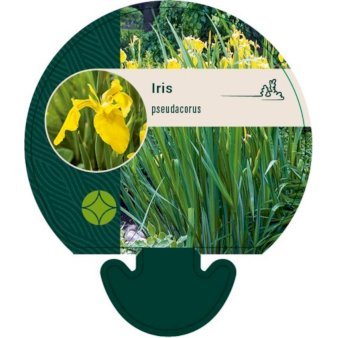 Gul Iris 0,8 liter potte