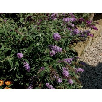 Sommerfuglebusk Buzz 'Sky Blue'