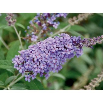 Sommerfuglebusk Buzz 'Violet' Potte 3,0 liter,- 30-40 cm.