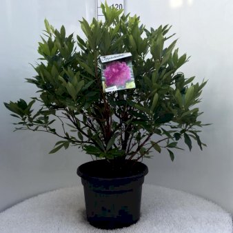 Rhododendron ponticum Potte 20 liter,- 60-80 cm.