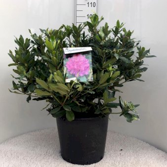 Rhododendron ponticum Potte 30 liter,- 80-100 cm.