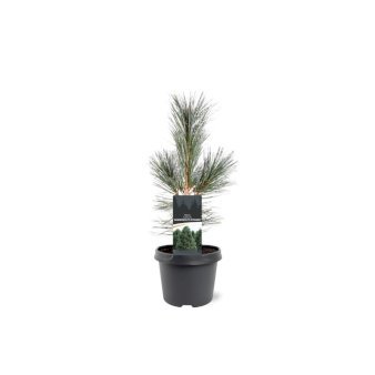 Rocky Mountain Fyr 'Vanderwolf's Pyramid' 3 Liter potte