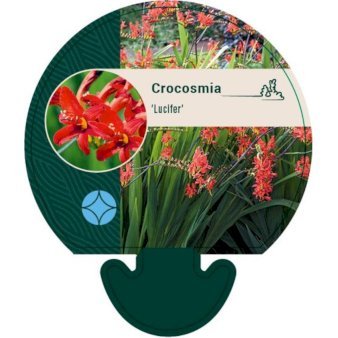 Montbretia