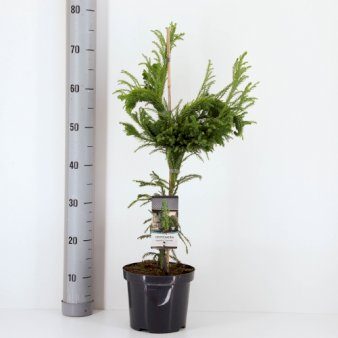 Japansk Kryptomeria 'Cristata' Potte 3,0 liter,- 40-60 cm.