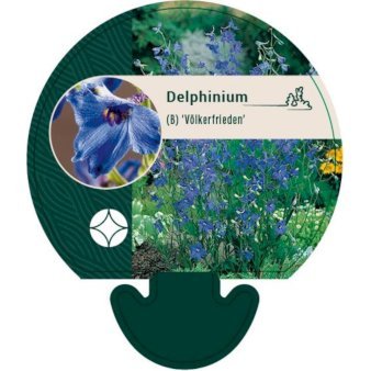 Ridderspore 'Völkerfrieden'