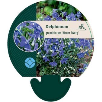 Ridderspore 'Blauer Zwerg'