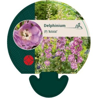 Ridderspore 'Astolat'