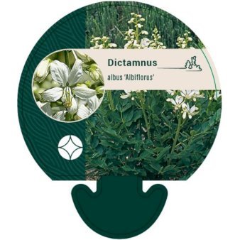 Gasplante 'Albiflorus'