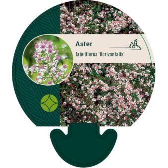 Sommerens farvel 'Horizontalis'