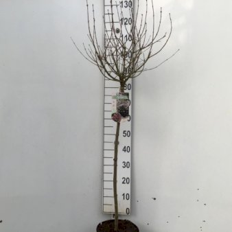 Dværgsyren 'Palibin' Opstammet 80 cm. 7,5 liter potte