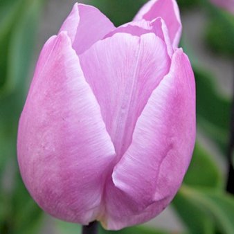 Tulipan 'Candy Prince' Storkøb Blomsterløg, Antal pr. pakke 100 stk.