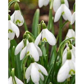 Vintergæk (almindelig) Blomsterløg, 100 stk.