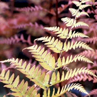 Rødslørbregne (Dryopteris erythrosora)