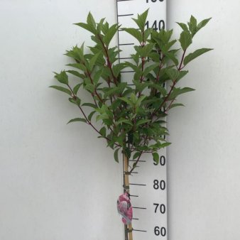 Syrén-Hortensia 'Vanille Fraise' Opstammet 90 cm. 7,5 liter potte
