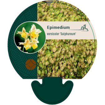 Bispehue 'Sulphureum'
