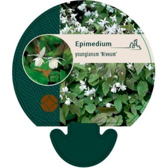 Bispehue 'Niveum'