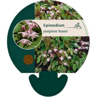 Bispehue 'Roseum'