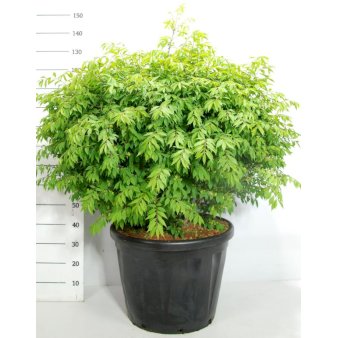 Vinget Benved 'Compactus' Kugle 70-80 cm. 45 liter sort potte