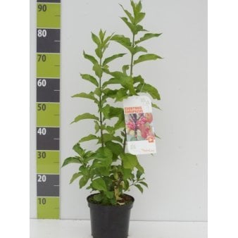Almindelig Benved 3 Liter potte