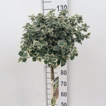 Benved 'Emerald Gaiety' Opstammet 90 cm. 7,5 liter potte
