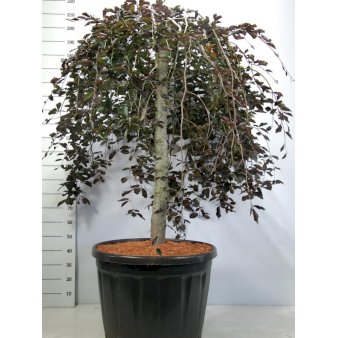 Hængende Blodbøg 'Purpurea Pendula' - Træer - Plantetorvet.dk