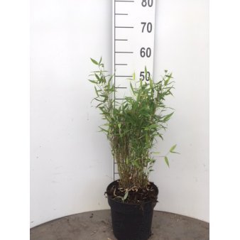 Gul Dværg Bambus 'Bimbo' Potte 5,0 liter