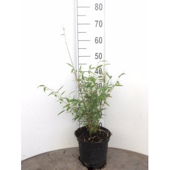 Gul Bambus 'Simba' Potte 5,0 liter,- 50-60 cm.