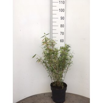 Gul Bambus 'Jumbo' Potte 5,0 liter