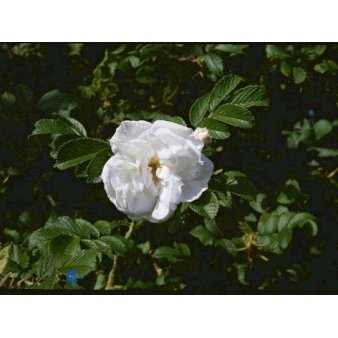 Rynket rose 'Blanc Double de Coubert'