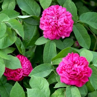 'Rose de Rescht' 3 Liter potte