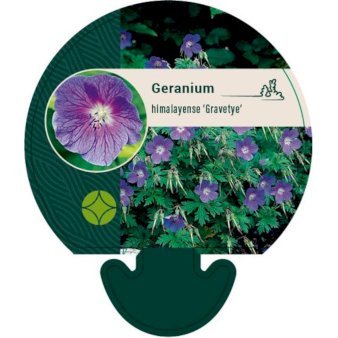 Himalaya-Storkenæb 'Gravetye'
