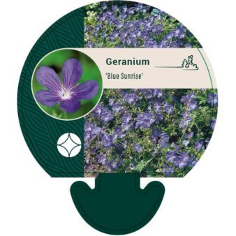 Storkenæb 'Blue Sunrise'