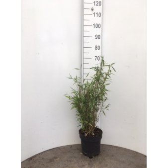 Gul Bambus 'Dino' Potte 5,0 liter,- 50-60 cm.