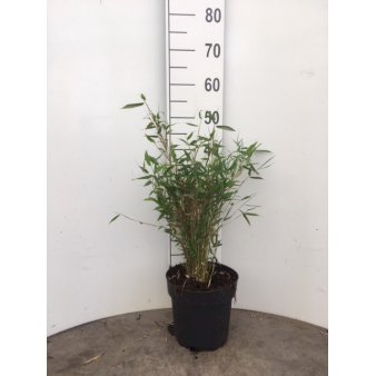 Gul Bambus 'Tiny' Potte 5,0 liter,- 50-60 cm.