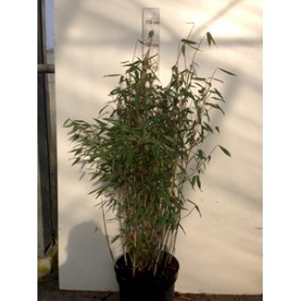 Gul Bambus 'Tiny' Potte 10 liter,- 60-80 cm.