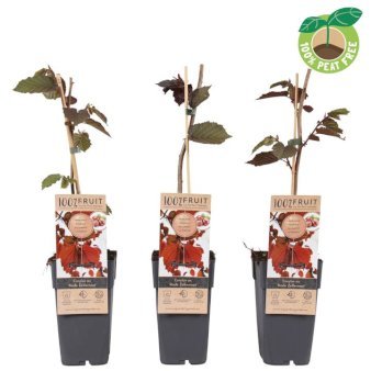 Storfrugtet Hassel 'Rød Zellernød' 2 Liter potte