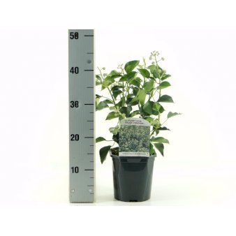 6 stk. Busk-Vedbend 'Arborescens' Potte 2,0 liter,- 40-60 cm.