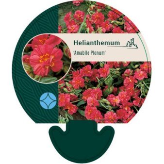 Soløje 'Amabile plenum'