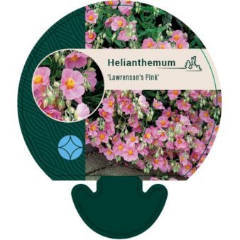 Soløje 'Lawrensons Pink'