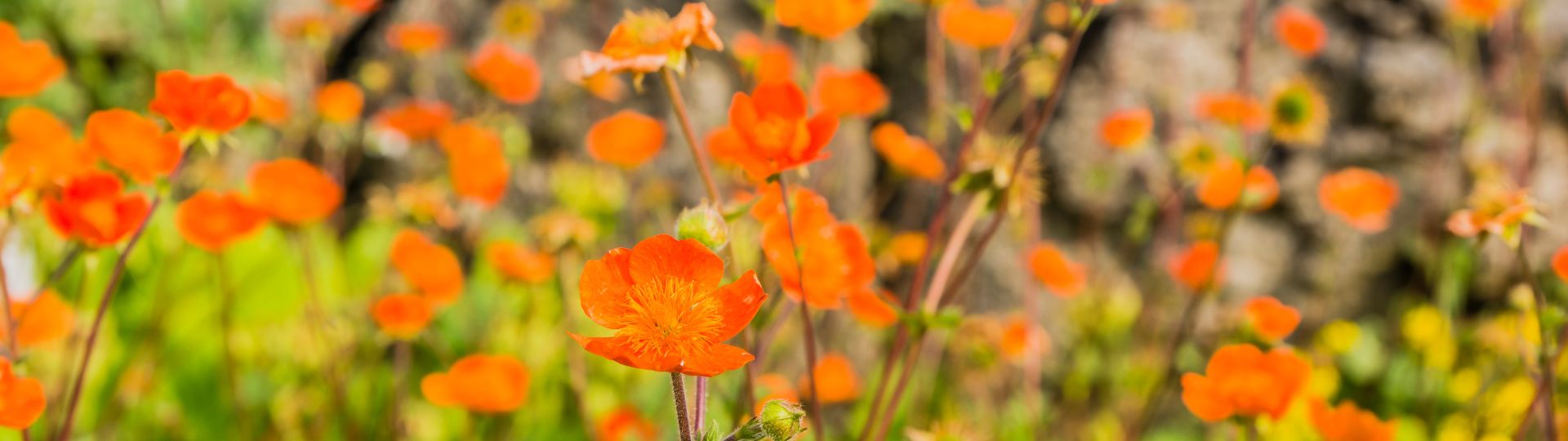 10-til lister (1920 × 540px).jpg