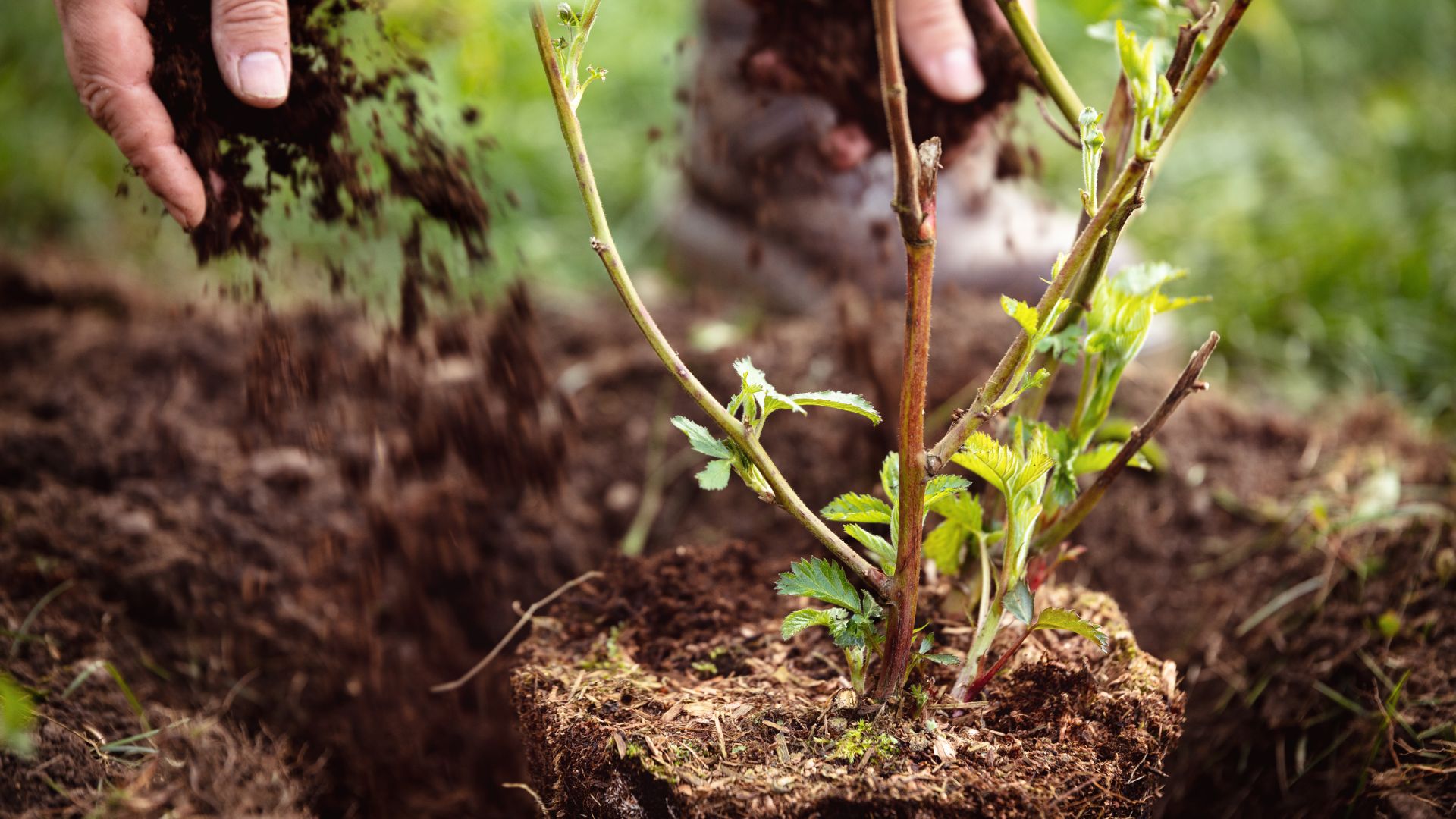 100-Billeder i mails og artikler (1920 × 1080px) - 2024-01-26T143429.634.jpg