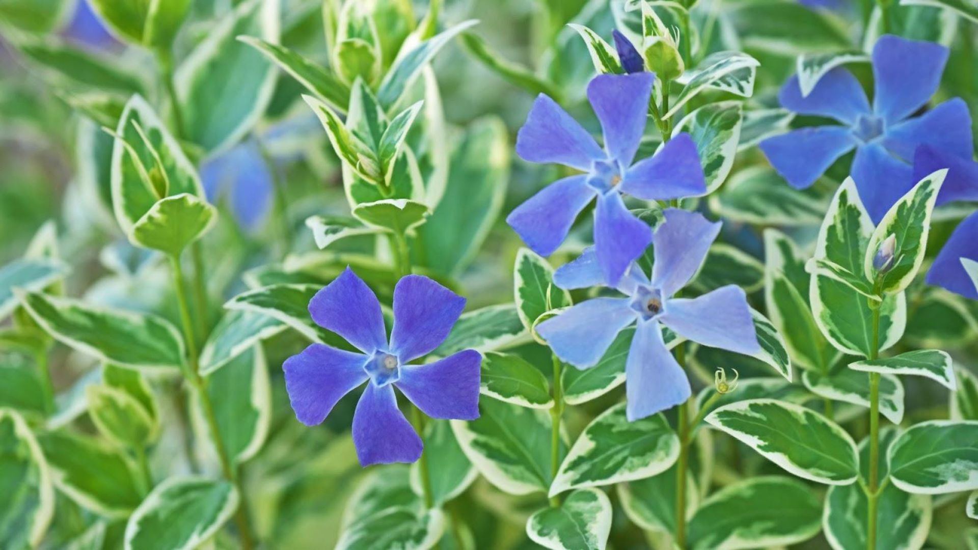 103-Billeder i mails og artikler (1920 × 1080px) - 2023-04-18T130704.202.jpg