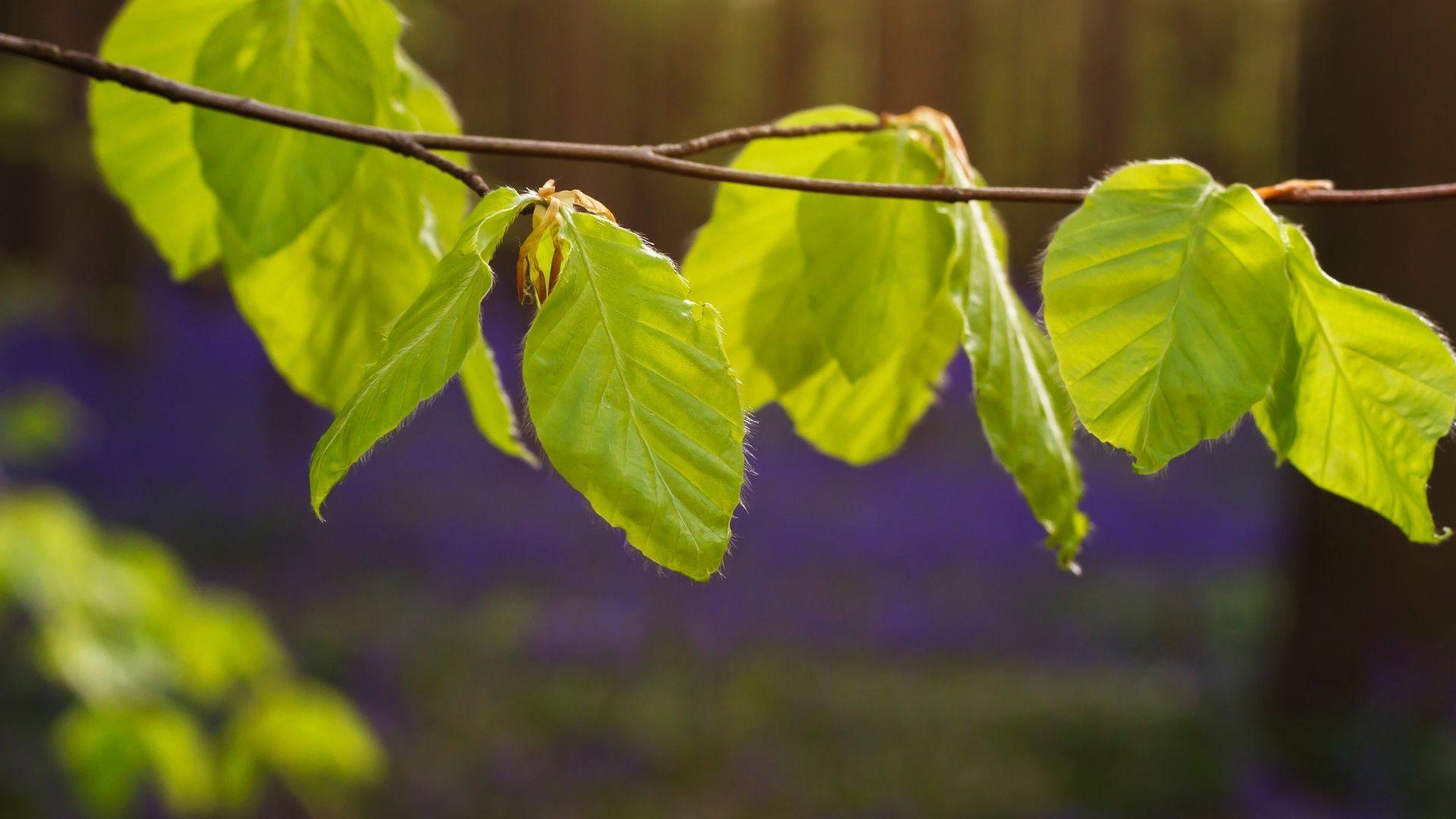 109-Billeder i mails og artikler (1920 × 1080px) (92).jpg
