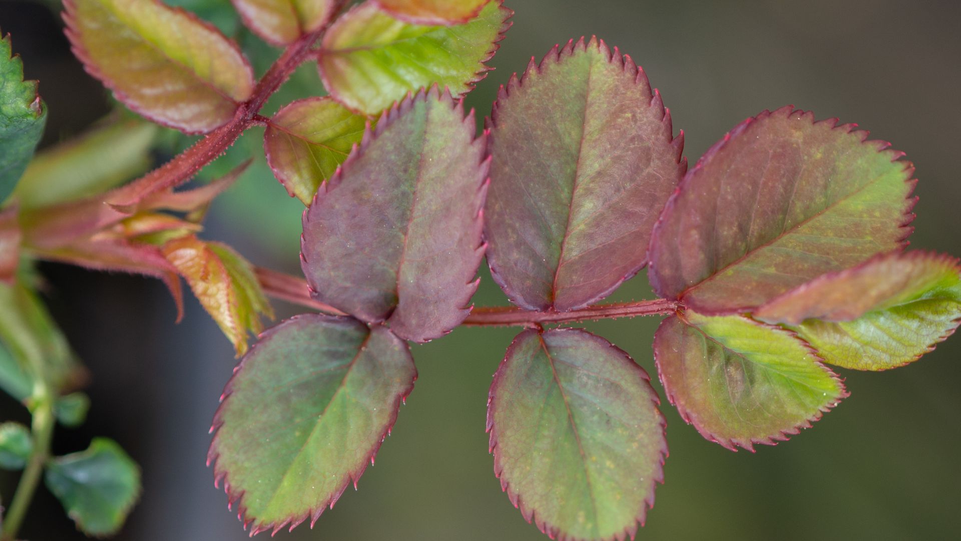 112-768-Billeder i mails og artikler (1920 × 1080px) (7).jpg