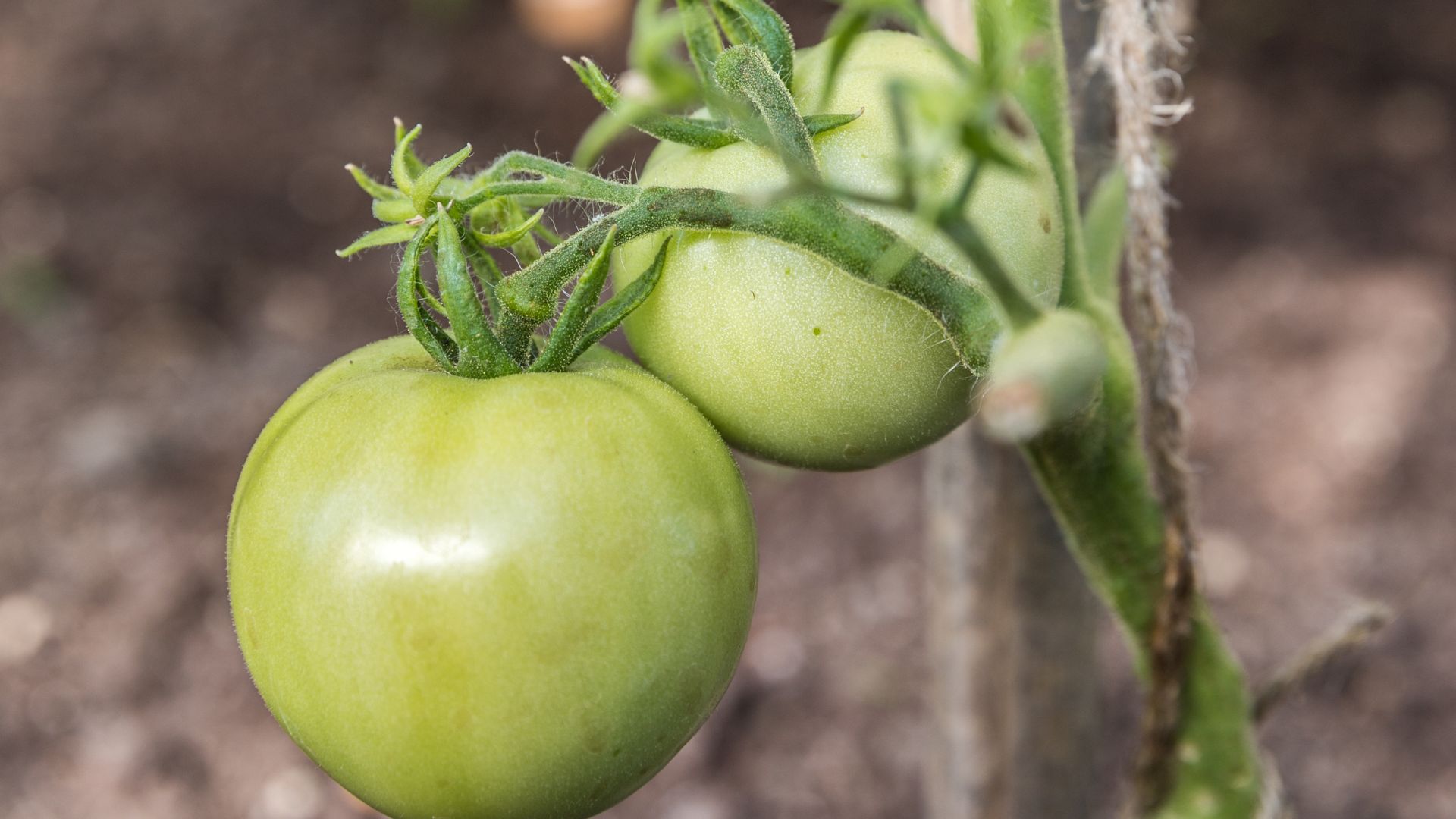 112-Billeder i mails og artikler (1920 × 1080px) - 2024-02-07T112004.635.jpg